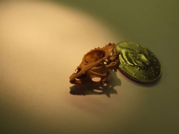 Media type: image;   Herpetology R-18364